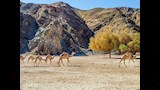 محمية وادي الجمال بمرسى علم (4)