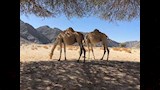 محمية وادي الجمال بمرسى علم (10)