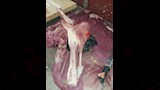 ضبط لحوم فاسدة في حملة رقابية (3)