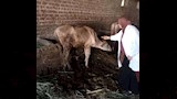 تحصين المواشي