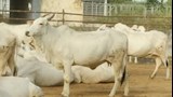أغلى بقرة في العالم