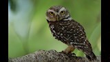  بالصور.. 5 حيوانات تمتلك قدرات بصرية مذهلة تتفوق على البشر