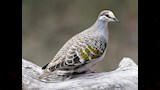 حمام البرونزوينج