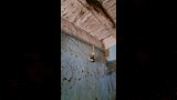 منزل آيل للسقوط يهدد حياة أسرة بالمنيا