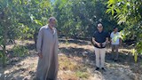 أثناء التواجد بين أشجار المانجو 