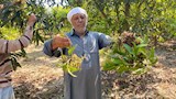 مزارع يعرض عروق كانى مريضة