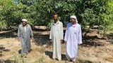 مزارعي المانجو 