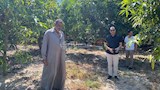 أثناء التواجد بين أشجار المانجو 