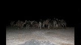تجمعات الآبل في صحراء بين الفرافرة وغرب الموهوب