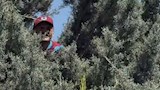 مشجع طرابزون يتسلق شجرة لمشاهدة محمد صلاح لحظة وصوله إلى تركيا (صور)
