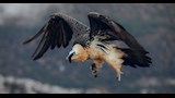 النسر الملحتي32