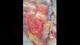 ضبط جزار بتهمة تزوير أختام المجزر الحكومي (5)