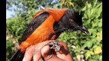 بيتويهي المقنع3