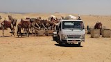 خدمات ركوب الخيل والجمال بالأهرامات (2)