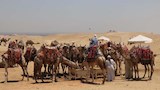 خدمات ركوب الخيل والجمال بالأهرامات (4)