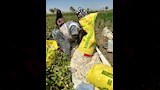 موسم جني القطن بالفيوم (1)