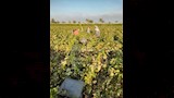 موسم جني القطن بالفيوم (2)