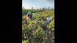 موسم جني القطن بالفيوم (3)