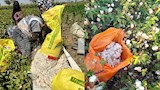 انطلاق موسم جني القطن بالفيوم.. إنتاجية مبشرة للتجارب الإرشادية والحرارة تحاصر "اللوز" -صور