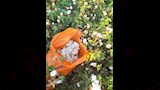 موسم جني القطن بالفيوم (4)