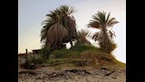 أشجار تحيط بـ عين السرو_1