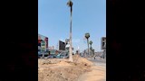 بدء تشجير شارع جامعة الدول العربية بالجيزة (9)