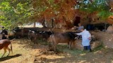 تحصين 76 ألف رأس ماشية ضد الحمى القلاعية والوادي المتصدع بالمنيا