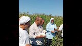 مشاركة المزارعين جني القطن_4