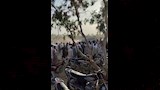 جنازة شاب بالفيوم قتل داخل مزرعته بالضبعة