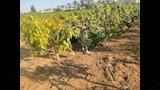 مزارع الفيوم قبلة لزراعة المانجو (1)