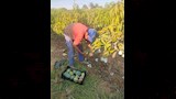 مزارع الفيوم قبلة لزراعة المانجو (9)