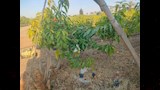 مزارع الفيوم قبلة لزراعة المانجو (8)