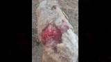 آثار النهش