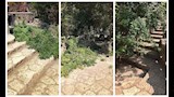 الزراعة: سقوط شجرة بحديقة الأسماك دون إصابات