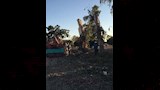 جانب من قطع الاشجار الاثرية في مطوبس