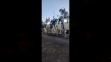 قطع الاشجار (3)