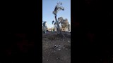 قطع الاشجار (4)