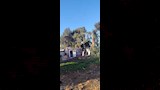 قطع الاشجار (12)