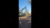 قطع الاشجار (13)