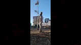 قطع الاشجار (6)
