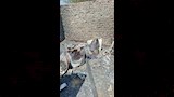 محتويات المنازل