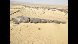 أقدم طريق مواصلات عرفته البشرية (3)_4_9