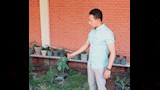 نباتات يمكن زراعتها فوق أسطح المنازل والبلكونات.. بينها النعناع والفلفل