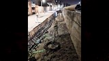 مبادرة اهالى الناصرية لتشجير منطقتهم