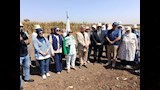 حصاد البطاطا الحلوة بالمنيا يفتح طريق المزارعات إلى الأسواق العالمية  (1)