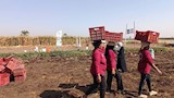 حصاد البطاطا الحلوة بالمنيا يفتح طريق المزارعات إلى الأسواق العالمية  (4)