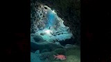 عروس البحر (3)_5