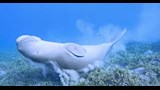 عروس البحر 5_10