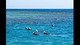 عروس البحر (1)_1