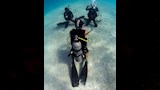 عروس البحر (2)_3